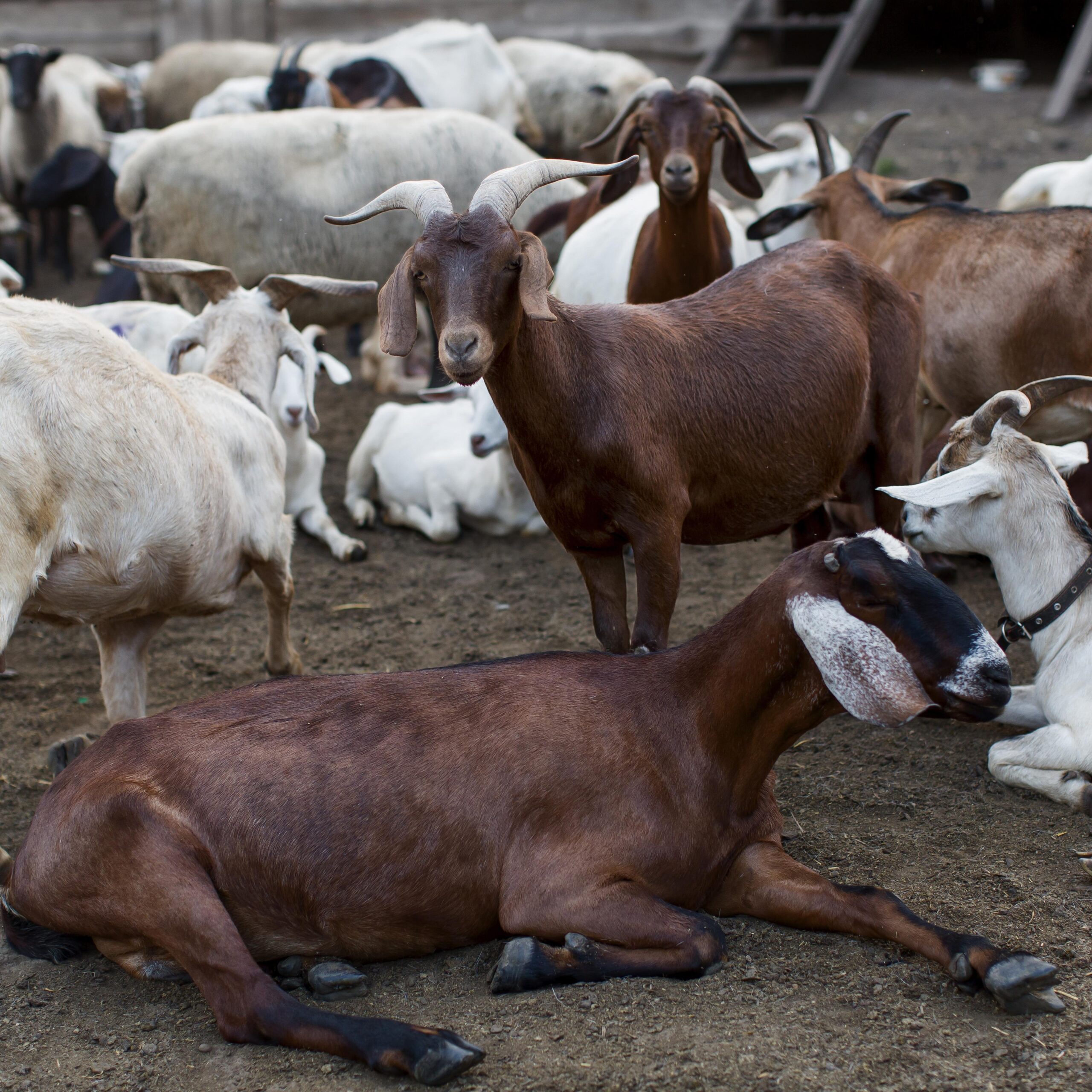farm-with-goats